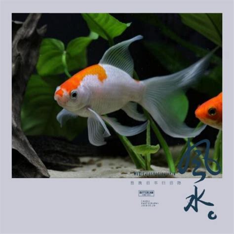 風水魚缸數量|養魚招財：新手必看